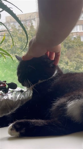 Purr. Purring Cat sound for Relaxation. Sweet Cat purring. Sweet video for relaxation #cat #purr