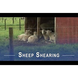 How to Shear Sheep