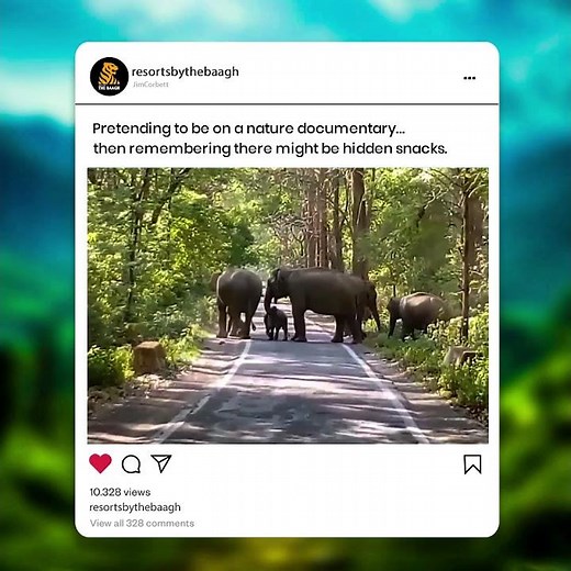 Nature Documentary Voiceover Parody | Funny Wildlife Video | Resorts by the Baagh