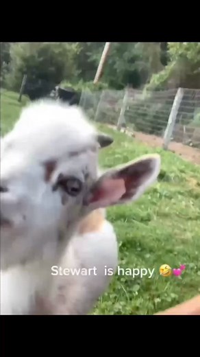 Crazy funny goats | Bedgood Goat Farm