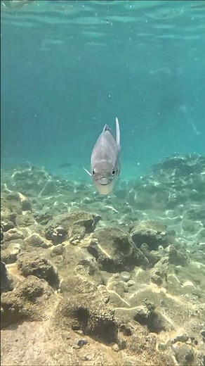 🌊 Snorkeling at Shark's Cove | North Shore, Oahu 🐠 #hawaii