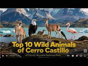 Chile: Top 10 Wild Animals of Cerro Castillo National Park | Cinematic Wildlife Documentary