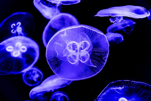 NASA sent thousands of jellyfish into space. Here's why it could help us get humans to Mars | BBC Sky at Night Magazine