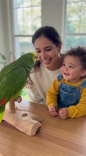 Baby teaches Parrot to say hello P2 #talkingparrot #funnyparrot #parrot