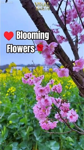 These Flowers Are Absolutely Mesmerizing #nature #garden #shorts