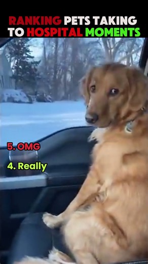 Ranking Pets Taking To Hospital Moments #pets #shorts #ranking #rankingmoments