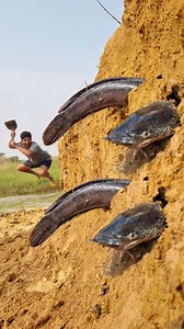 171K views · 823 reactions | Unbelievable Fishing In river Dry Hill place. Fish shelter amazing. Finding and catching techniques. Viral fishing video. #fish #fishing #reel #top #video | Fisherman Animal Lover-Original | Facebook