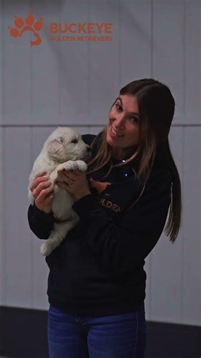 Bug - 4 - AKC English Cream American Golden Retriever Puppy | Buckeye Golden Retrievers