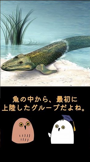 【ゆっくり解説】進化の空白?【 進化論 / 科学 / 古生物 / 生命の歴史 】#shorts