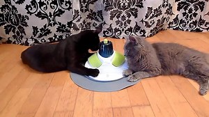 25K views · 39 reactions | Sind eure Tiger auch so verschmust? :)...