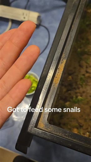Cute Snails: Feeding These Little Creatures