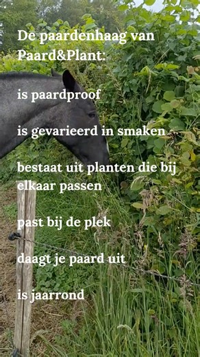 “Een goede paardenhaag begint bij liefde voor en kennis van paarden én planten. Als paardenmens én kweker en jarenlange ervaring weet Sietske precies waar ze op moet letten. “Ik stel onze paardenhagen samen zoals ik ze zelf rondom mijn paarden wil zien: uitdagend, afwisselend in smaken, jaarrond interessant, sterk en paardproof. We hebben onze twee paardenhagen afgestemd op de grondsoorten die in Nederland voorkomen en gekozen voor planten die toegestaan zijn op elke plek, zo hoef je daar zelf n