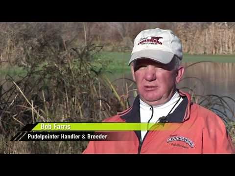 Pudelpointers on Quail & Pheasants