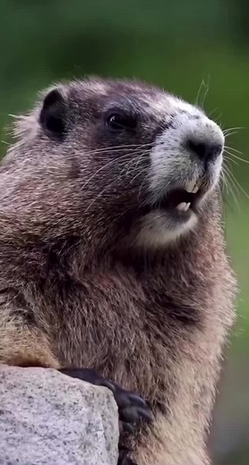 Marmot Screaming When Scared - Funny Reaction Video