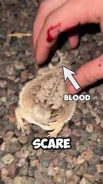 5 Animals With "Illegal" Defense Mechanisms 💀#wildlife #animalfacts