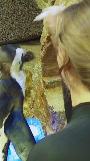 Check out 'Senior Bird Island' at the New England Aquarium