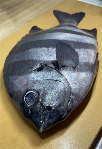 ほんのりと「磯の香り」が感じられ、 上品な甘みと旨味と合わさって非常に味わい深い魚 #石鯛 #イシダイ #寿司 #sushi #鮨
