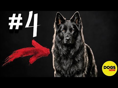 6 Best Dogs For Intimidation and Protection...