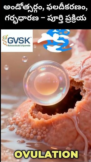 Fertilization Process Explained – గర్భధారణ ఎలా జరుగుతుంది?