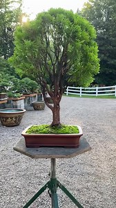 One planet🌎 | David Easterbrook Bonsai