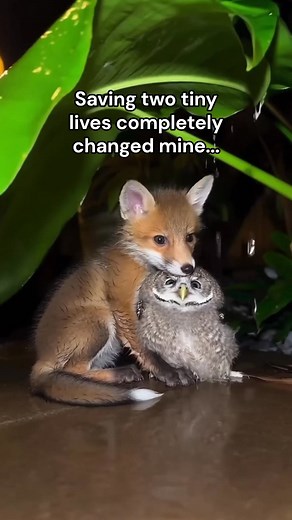 117K views · 4K reactions | I’m not crying you are #wholesome #animals | FairPlay | Facebook