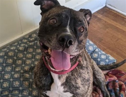 7 Mass. shelters helped over 80 dogs find homes — but the crisis isn’t over yet