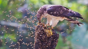 332K views · 10K reactions | একমাত্র এই পাখিরাই মৌচাক ভেঙে মধু খায়! মধুবাজ বা মৌবাজ বাংলাদেশের বিরল প্রজাতির পাখি। #NatureNotes #honeybee #hive #honeycomb #birdcall | Nature Notes | Facebook