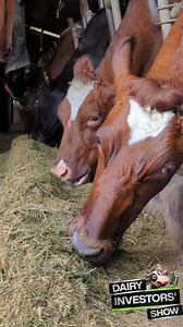 4.1K views · 69 reactions | Feeding dairy cows with a balanced mix of...