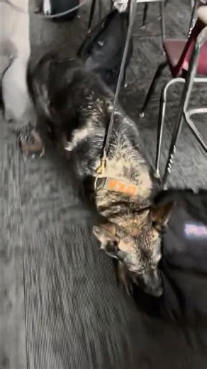 Paragon Service Group | Routine School K9 Detection Operations