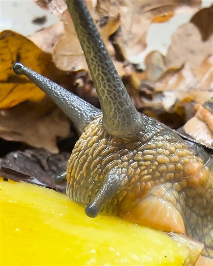 34K views · 605 reactions | Mango mondays with the giant magnolia...