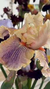 After exploring the display garden, don’t miss the stunning flower show display in our gift shop! Fresh stems are added daily, and order forms are ready to help you start planning your own dream garden. | Schreiner's Gardens