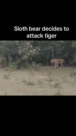 Sloth Bear vs Tiger: A Wildlife Encounter