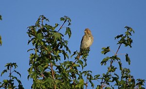 La linotte mélodieuse, un petit oiseau… très remuant ! - Nature d'ici et d'ailleurs