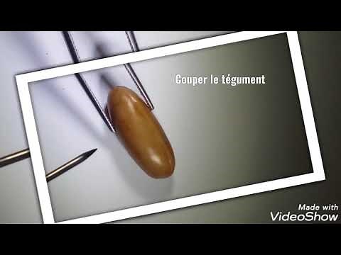 Dissection d'une graine de haricot facile à faire (mettre la graine dans l'eau pendant 24h avant)