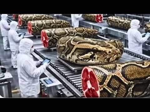 AI Technology Exposed: Inside Python Farming for Meat & Skin Production