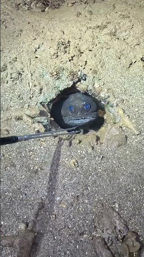 IMAGINE NEARLY STEPPING ON THIS WHILE WALKING MUD FLATS ON REMOTE PILBARA ISLAND! #fishing #scary