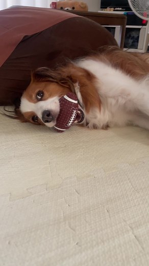 遊んで欲しいけどおもちゃ渡すのはちょっと…なコイケルボーイ。 #コイケル #コイケルホンディエ #コーイケルホンディエ #kooiker #kooikerhondje #科克尔犬 #ひとりと1匹暮らし #犬のいる生活 #犬動画 #犬#犬好きと繋がりたい