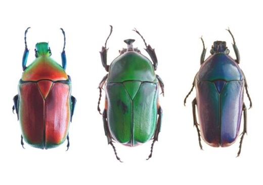 New study highlights shocking impact humans have had on insect decline - The Weather Network