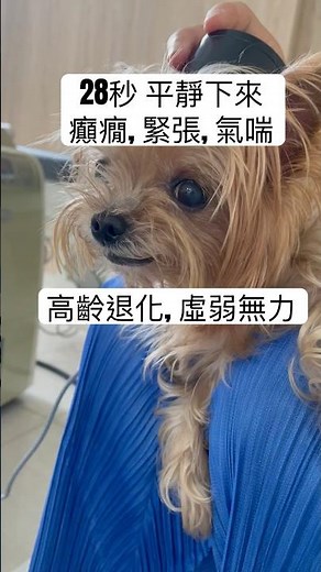 狗疑似癲癇發作 怎麼辦？27秒神奇頭部調理改善！#狗癲癇 #狗氣喘 #寵物整復 #自律神經失調