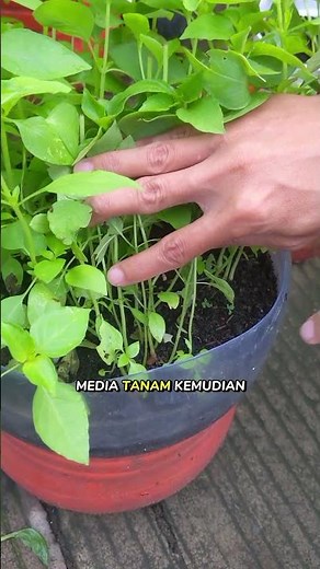 How to grow basil from seeds #janurinurhidayat #gardening