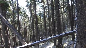 7.3K views · 35 reactions | ***Volume up*** Best sound in the world. Elk bugling in September. If you haven’t done an archery elk hunt, please contact me and let me help you experience this for yourself. Still good spots left for 2019. #elk #elkhunting #bugling #elkrut #bowhunting #archery #september #montana #mountains #highcountry #filming #filmmaking | Giving Back TV/Tru Flight Adventures | Facebook