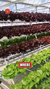1.7K views | Vertical farming utilizes stacked layers and...