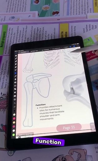 Clavicle & Scapula Anatomy | Muscle Attachments & Movement Explained#clavicle #shouldergirdle