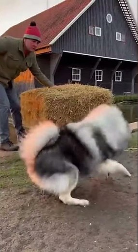 Keeshond: Defender of the Dutch Farm
