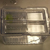 Video: Microbead Implantation in the Zebrafish Embryo