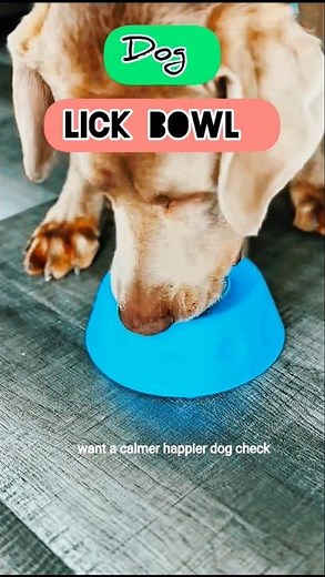 Dog Lick Bowl Review 🐶 Stop Fast Eating & Anxiety Fast! | #shorts #shortsfeed #bestpetsupplies