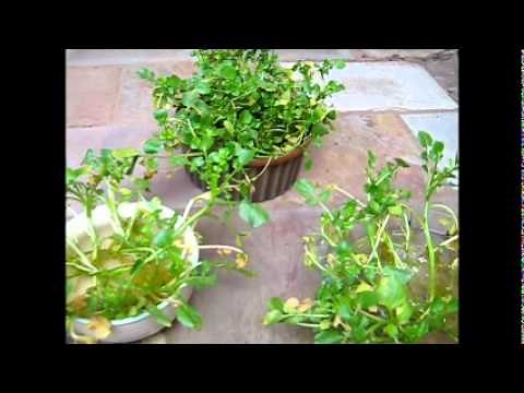 Growing Watercress Indoors