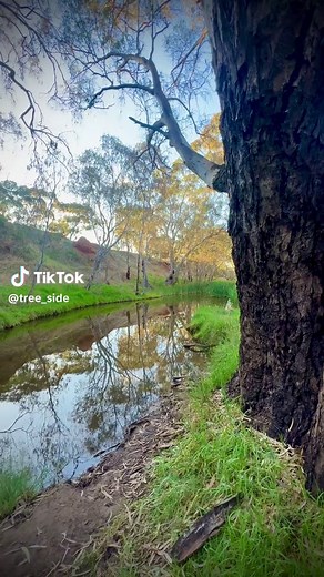 Eucalyptus camaldulensis - River Red Gum near Gawler, South Australia. #eucbeaut #tree #trees #arborist #arboriculture #arboles #arbol #arbre #southaustralia