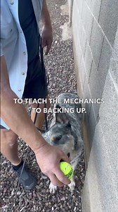 Basics of backing up. How to teach your dog to be more comfortable moving in reverse.