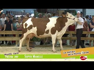 Super Mamelle HD